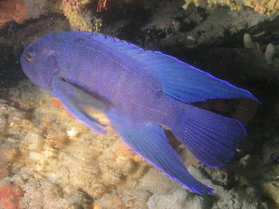 A blue devilfish